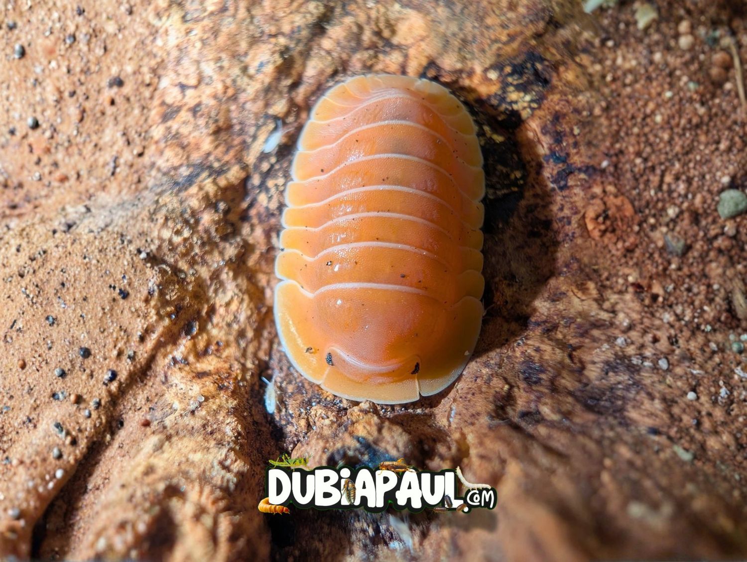 Cubaris Sp "Crabby"