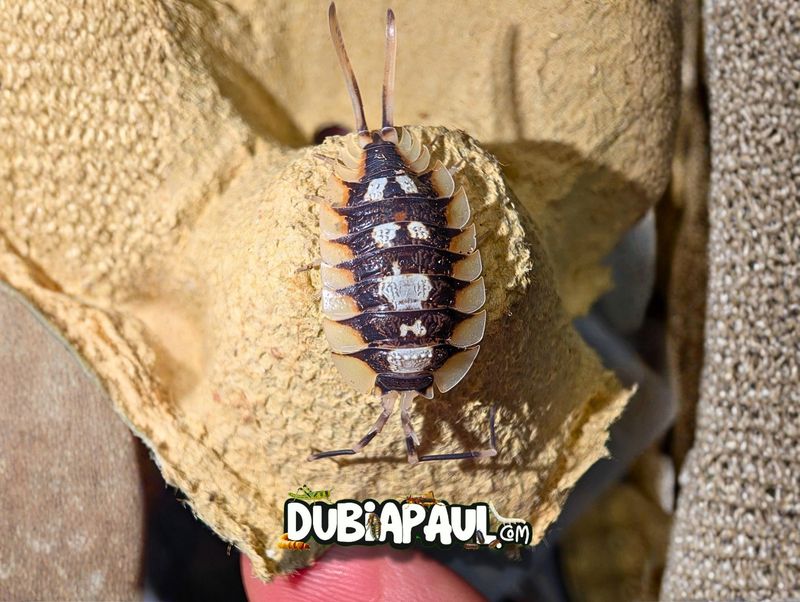 Porcellio Expansus "Orange Tortosa"