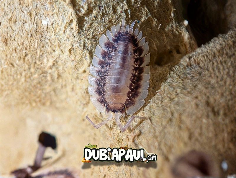 Porcellio Werneri "Silverback"