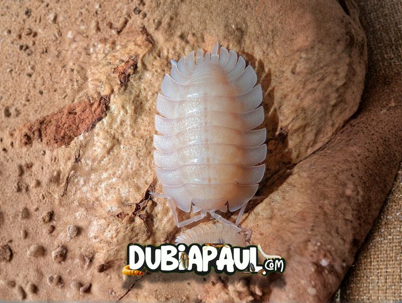 Porcellio Spatulatis "White"