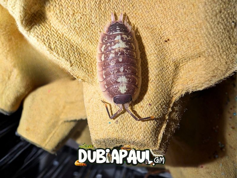 Porcellio "Mercin"