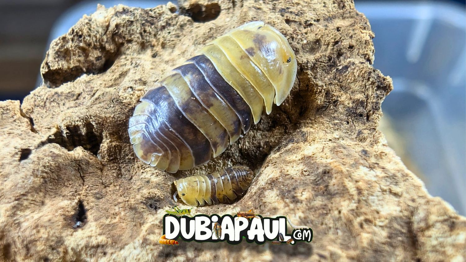 Filipinodillo Sp "Batman"