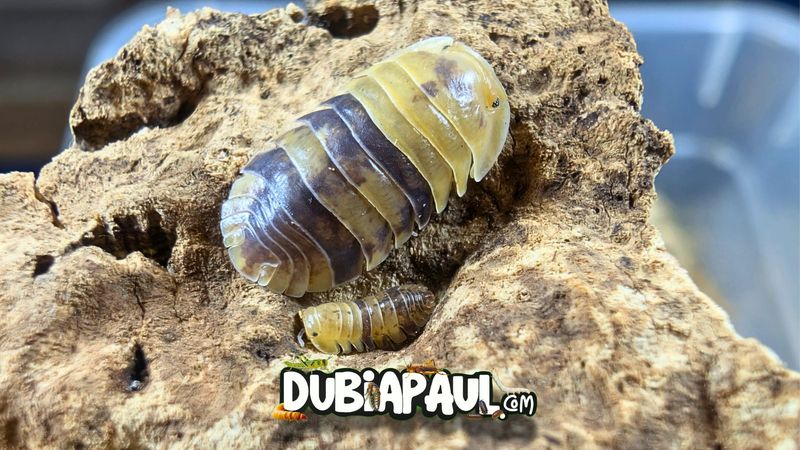 Filipinodillo Sp "Batman"