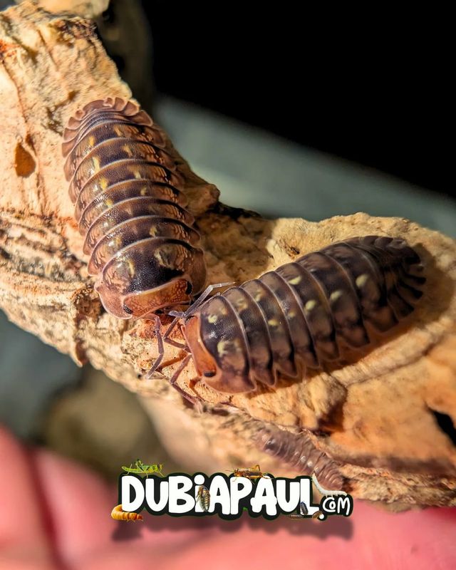 Dryadillo Sp "Dream"