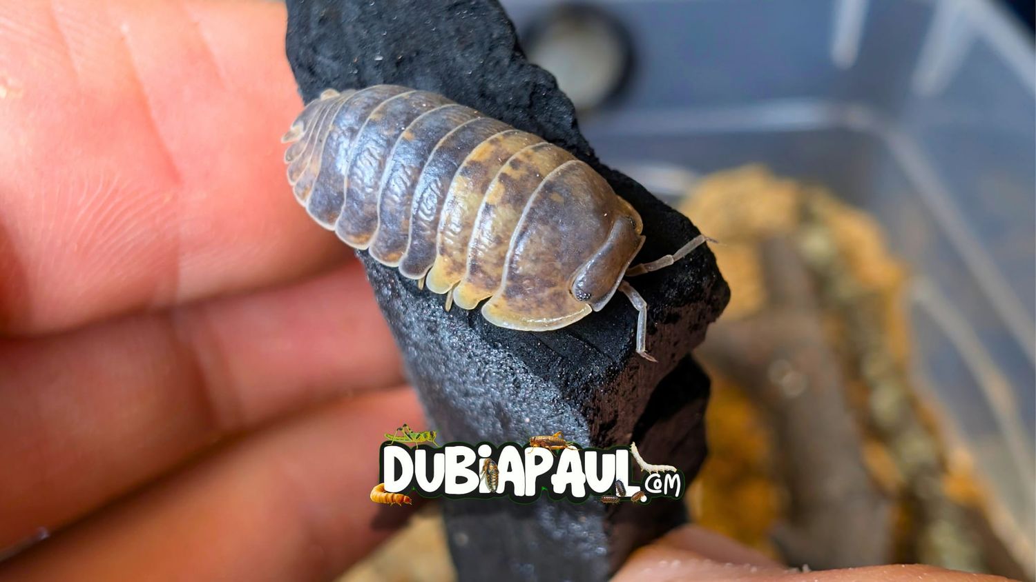 Filipinodillo Sp "Cordova"