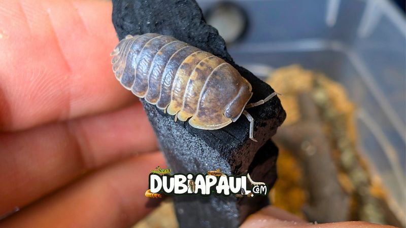Filipinodillo Sp "Cordova"