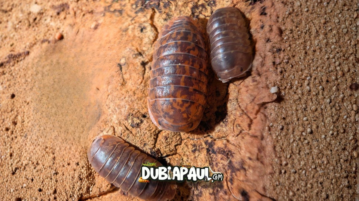 Filipinodillo Sp "Nakar"
