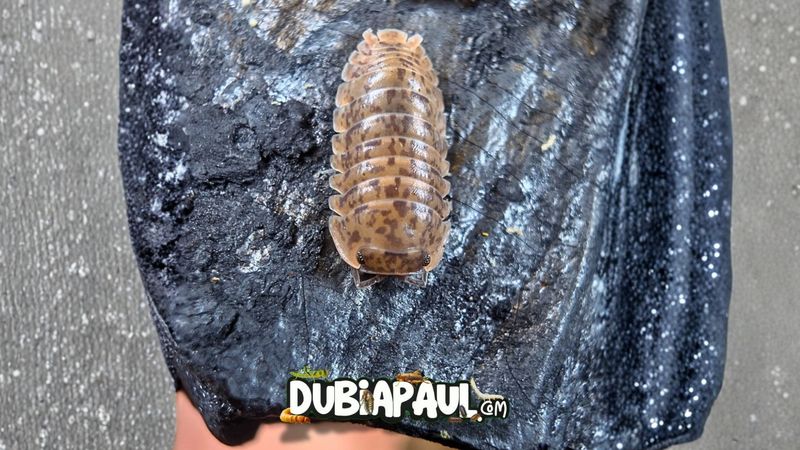 Filipinodillo Sp "Dingalan"