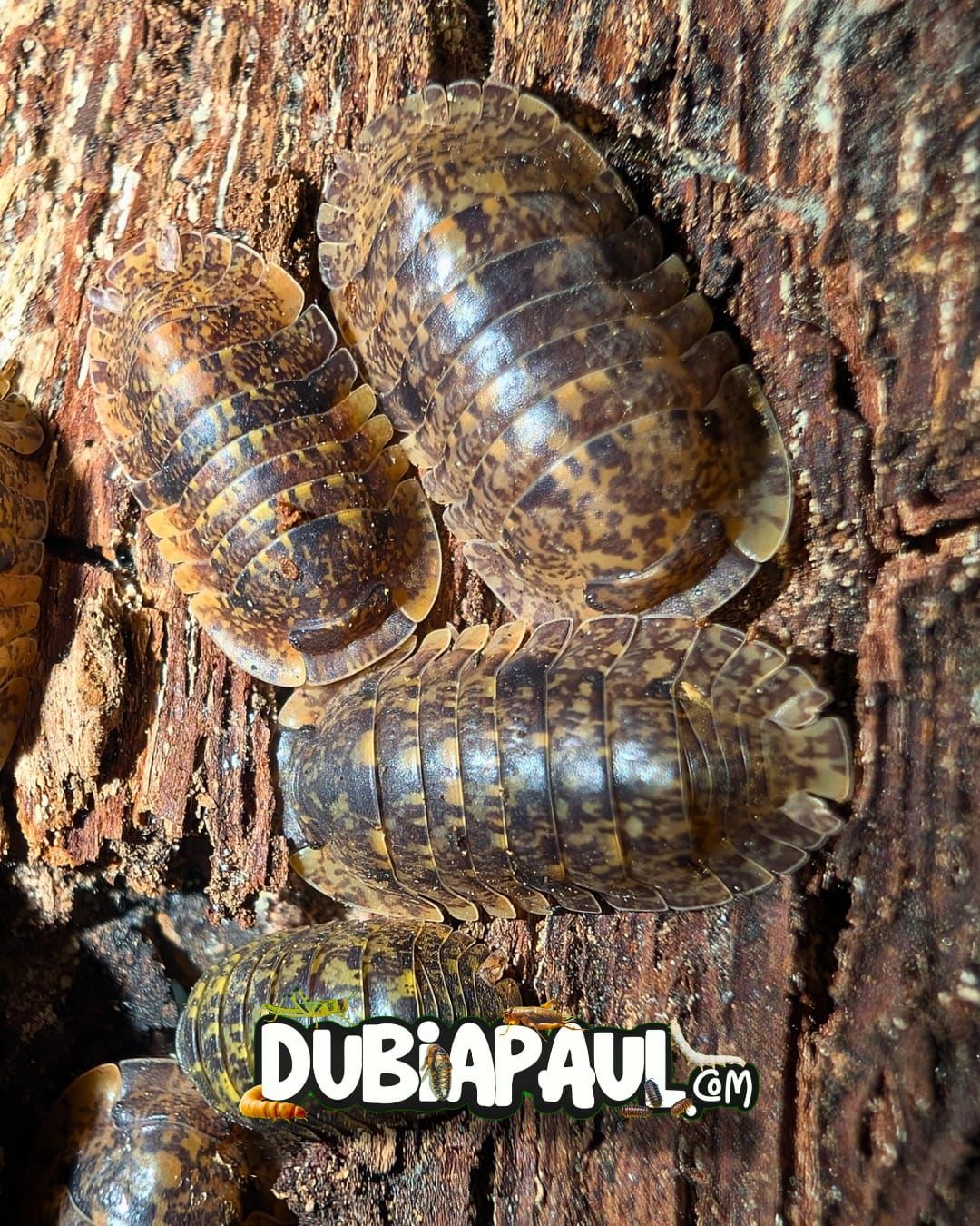 Filipinodillo Sp "R5G