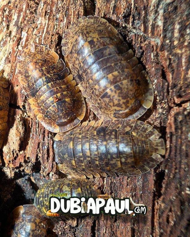 Filipinodillo Sp "R5G