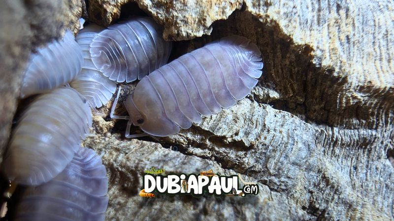Nesodillo Sp "Purple Ghost"