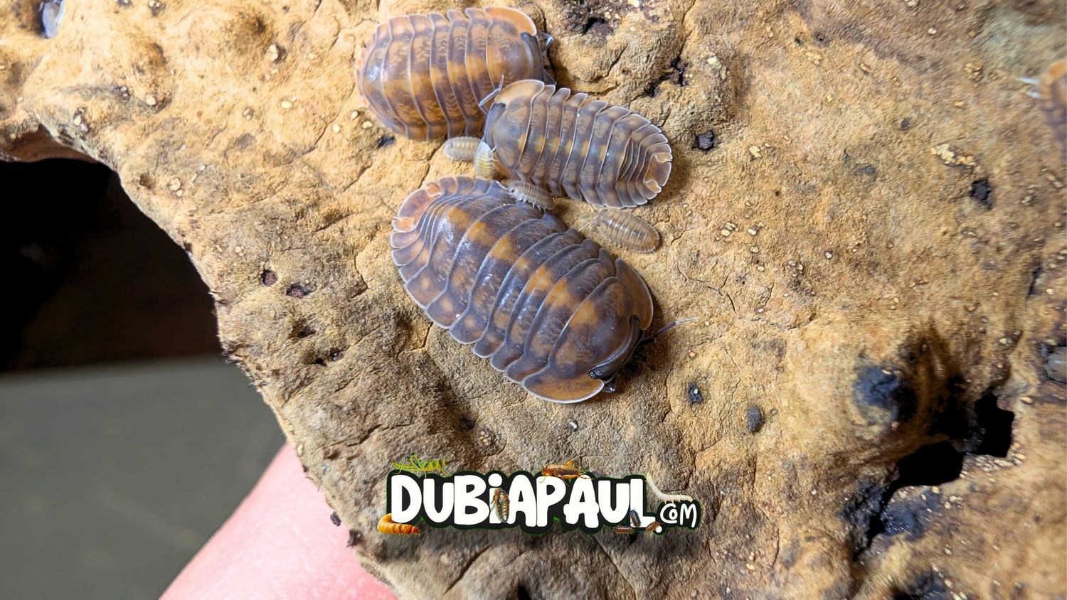 Cubaris Sp "Phipun Tiger"