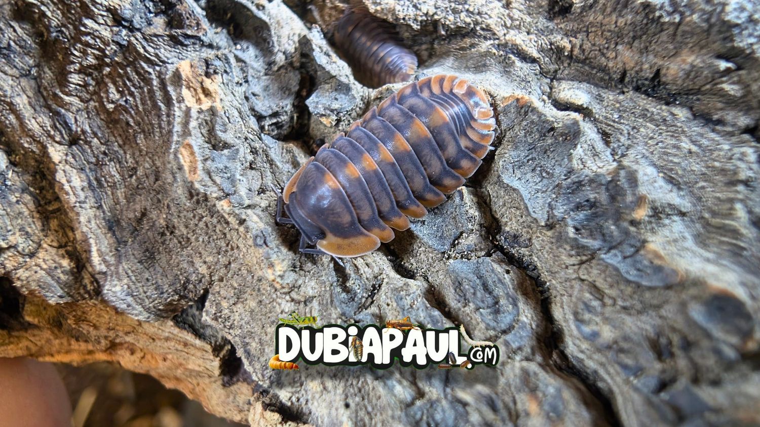 Cubaris Sp "Oak Tiger"