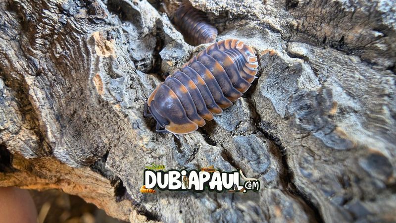 Cubaris Sp "Oak Tiger"