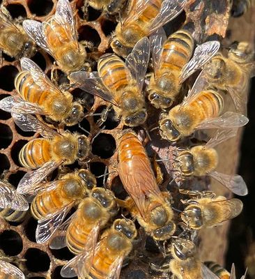Live Honey Bees