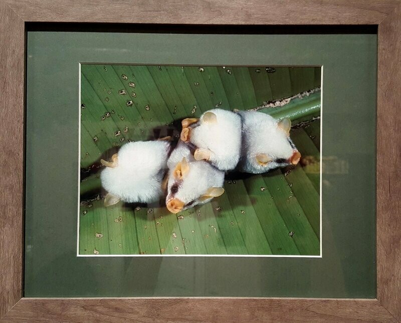 &quot;Honduran White Tent-Making Bats&quot;