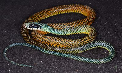 Drymobius margaritiferus