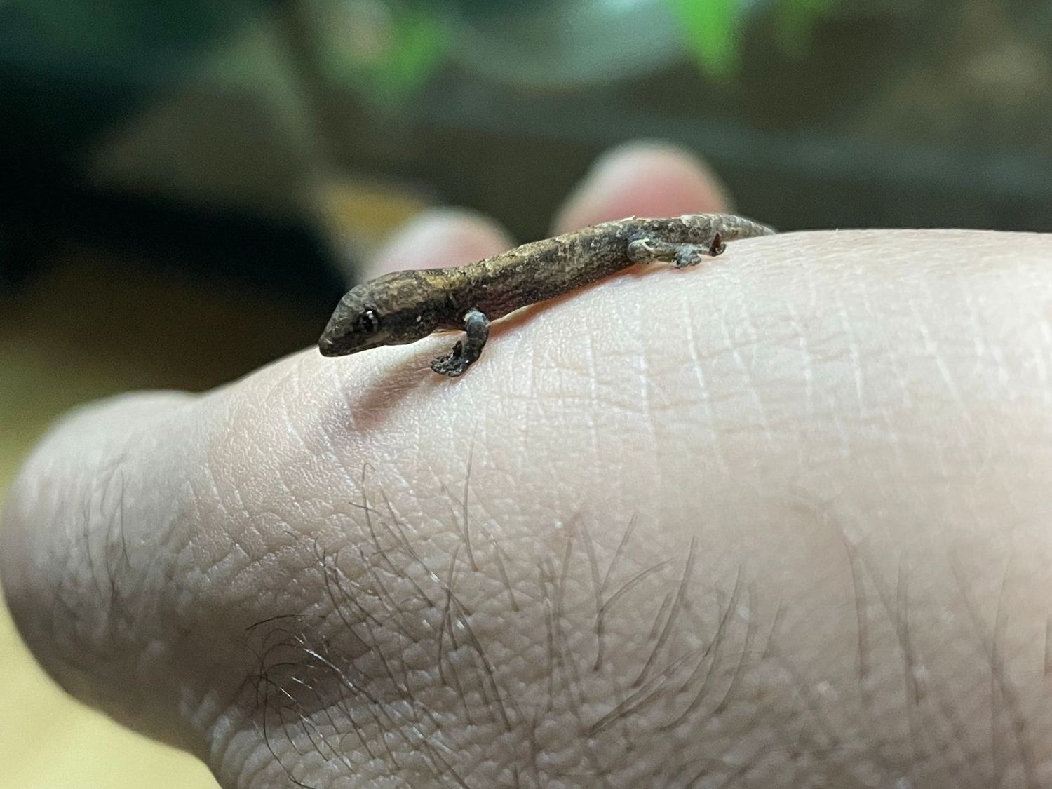 Futtertiere-Geckos