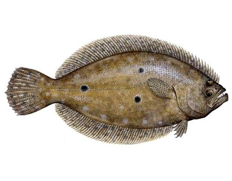 FLOUNDER