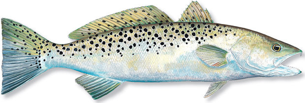 TROUT