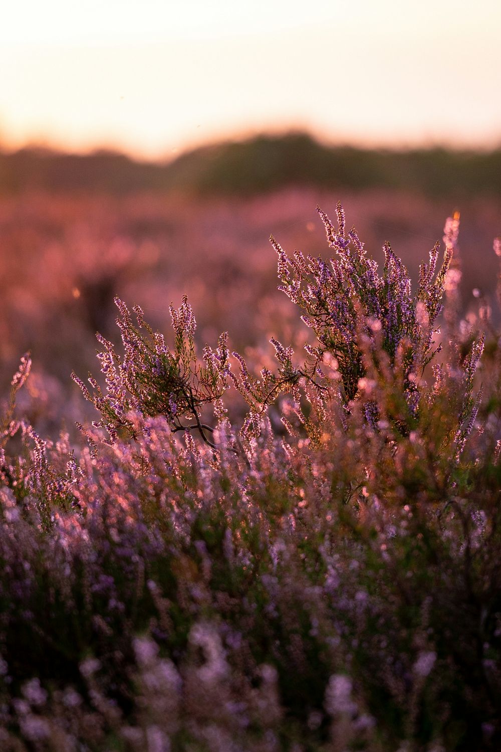 2024 09 YPSO Fellowship, Msg 1 (DB, BL)-Spanish 2024 09 YPSO Fellowship, Msg 1 (DB, BL)-Spanish