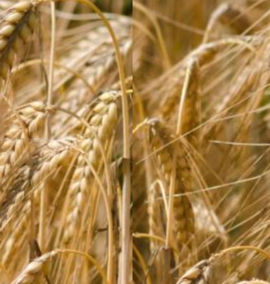 2020 11 Children's Work Conference, Msg 2 (CB)-Chinese