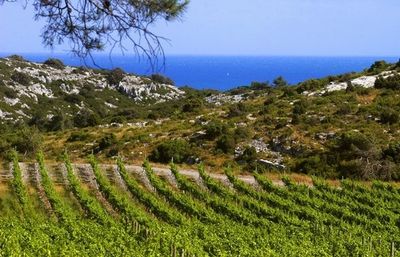 Languedoc-Roussillon