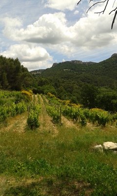Rhone - Provence
