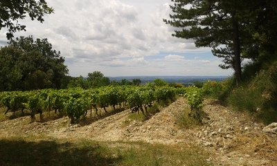 Rhône - Provence