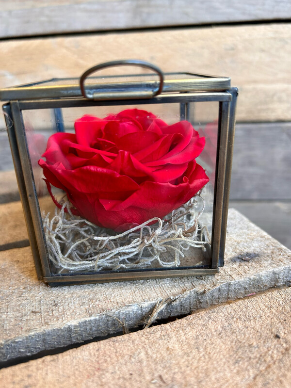 Forever Rose