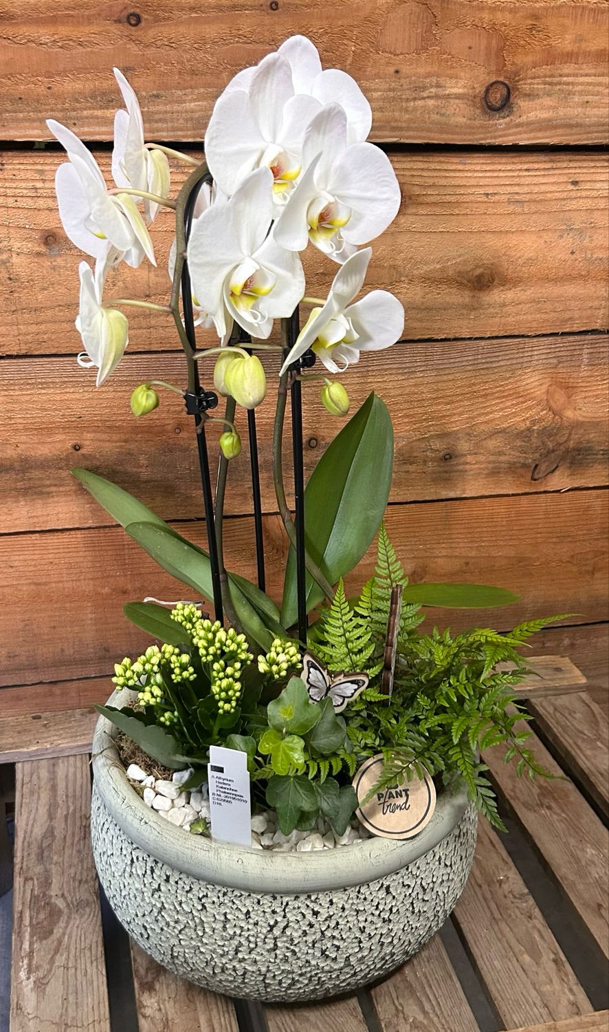 Phalaenopsis Planted Arrangement