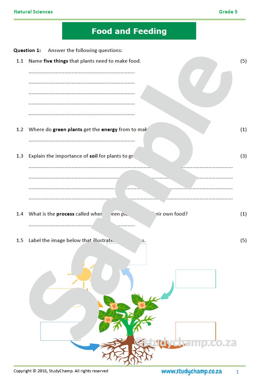 Grade 5 Natural Sciences Test: Food and Feeding
