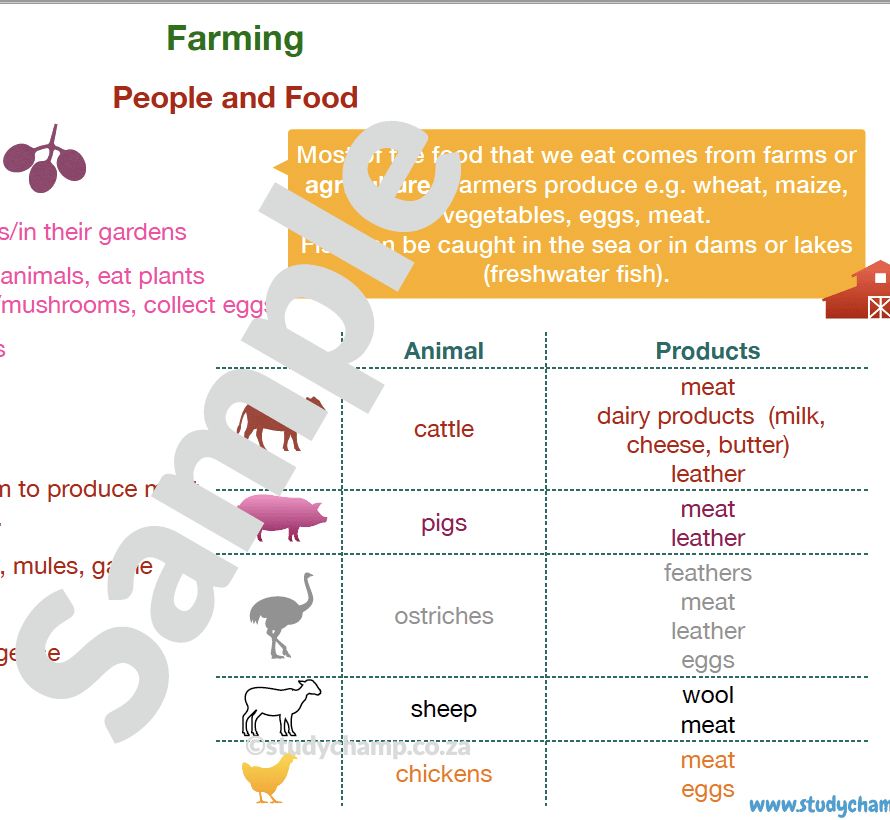 Grade 4 Geography Summary: Farming