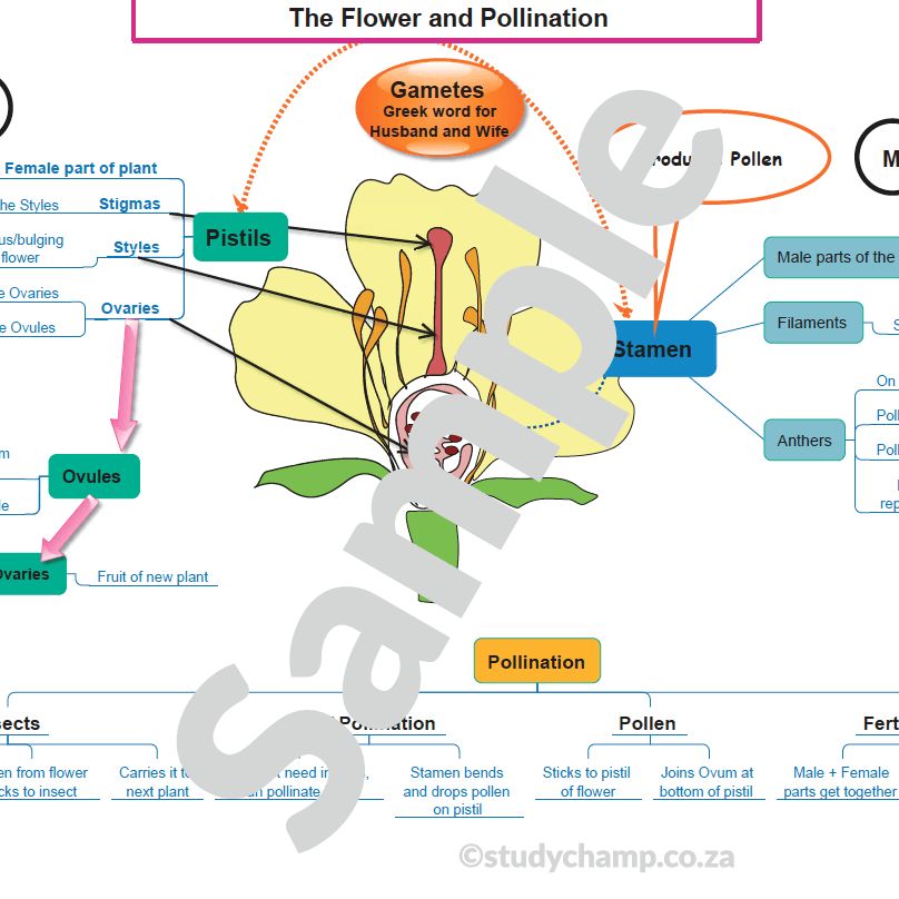 Grade 5 Natural Sciences Summary: Flowers and Life Cycle of plants