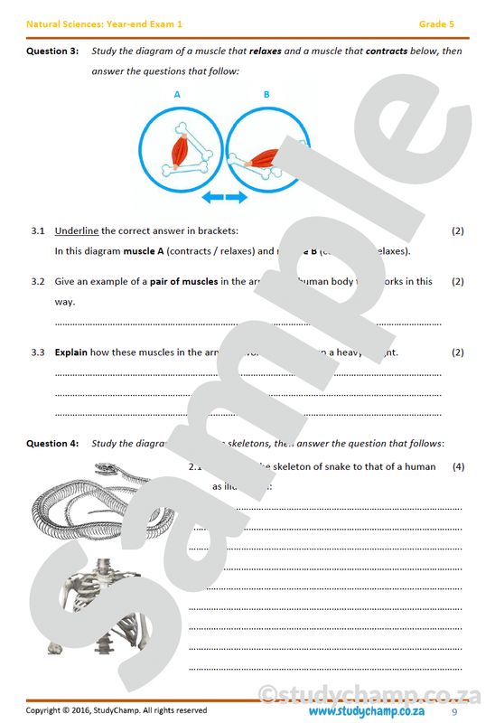 Grade 5 Natural Sciences: Year-end Exam Workbook 1