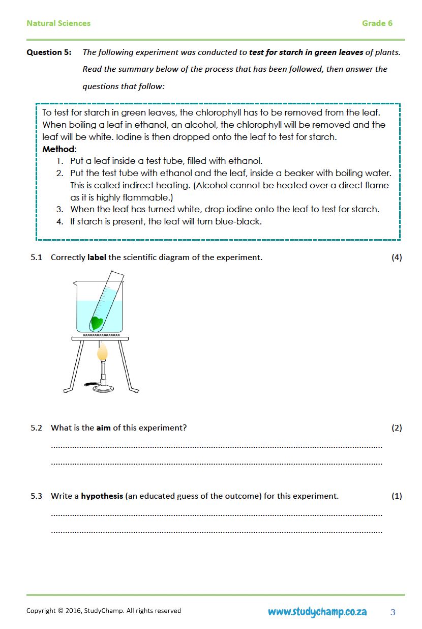 Grade 6 Natural Sciences Test: Photosynthesis