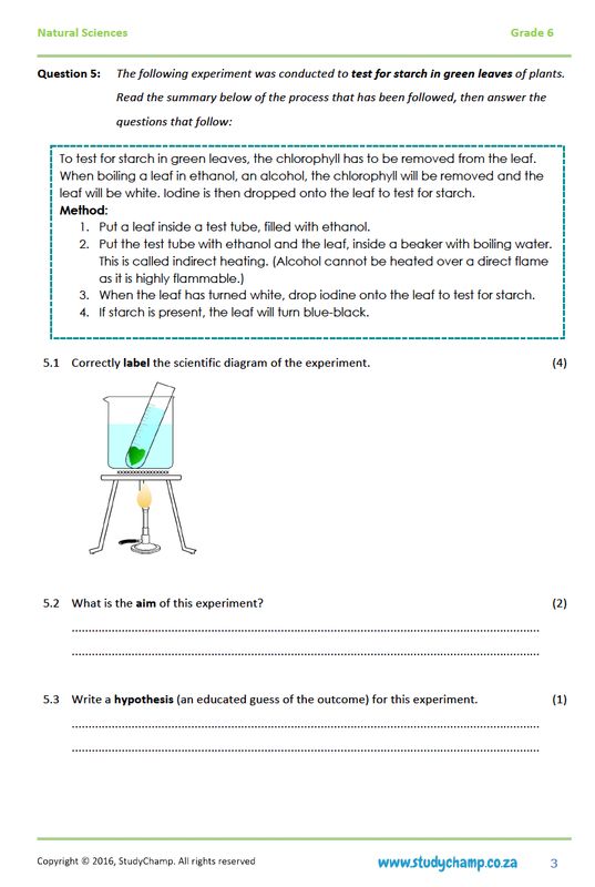 Grade 6 Natural Sciences Test: Photosynthesis