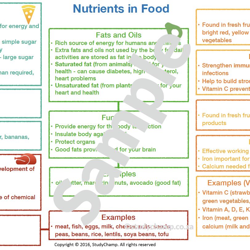 Grade 6 Natural Sciences Summary: Food and Diet