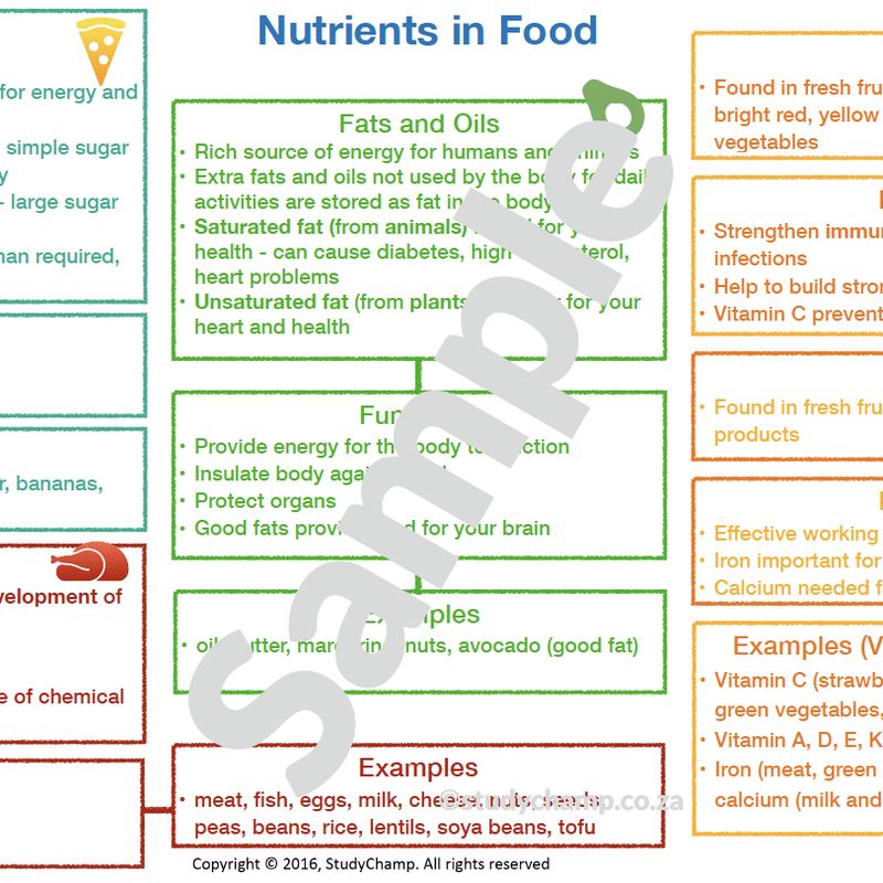 Grade 6 Natural Sciences Summary: Food and Diet