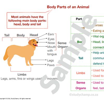 Grade 4 Natural Sciences Summary: Animals and Habitats