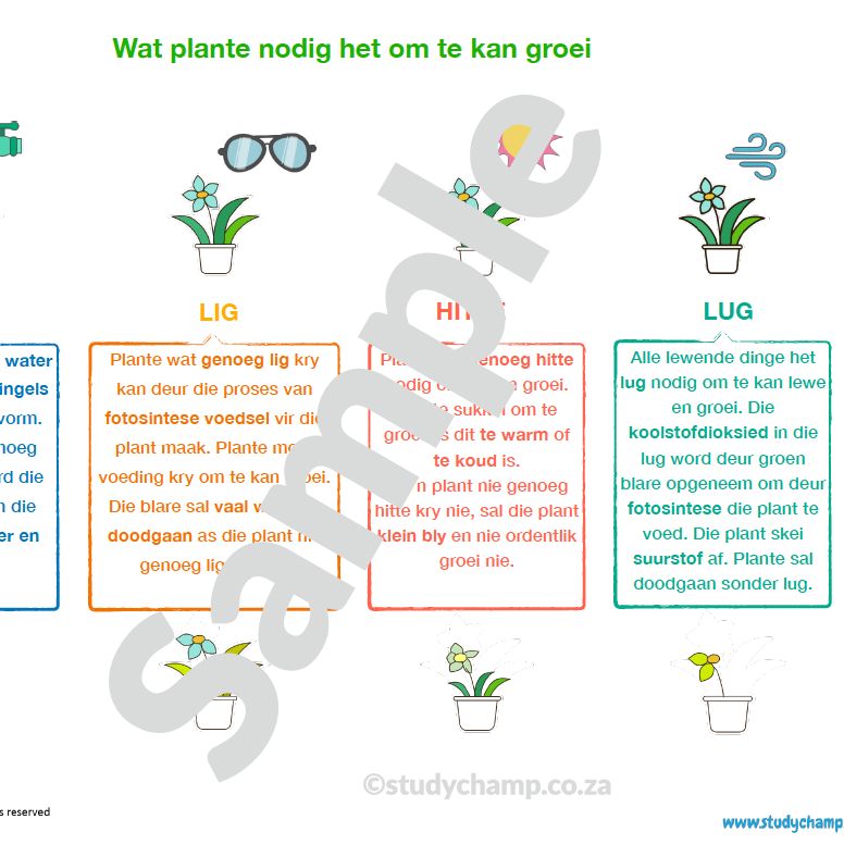 Graad 4 Natuurwetenskappe Opsomming: Lewende- en Nie-lewende dinge en Plante