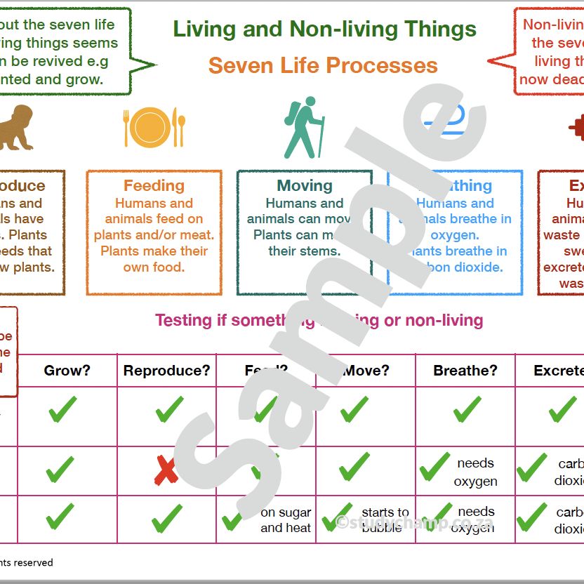 Grade 4 Natural Sciences Summary: Living, Non-Living and Plants