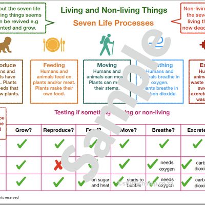 Grade 4 Natural Sciences Summary: Living, Non-Living and Plants