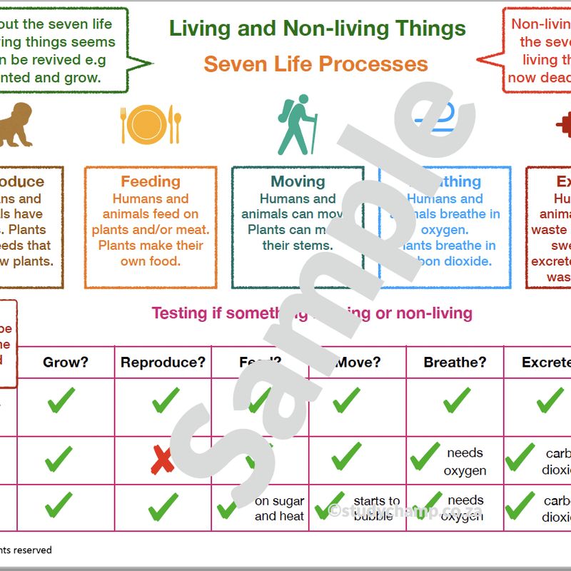 Grade 4 Natural Sciences Summary: Living, Non-Living and Plants