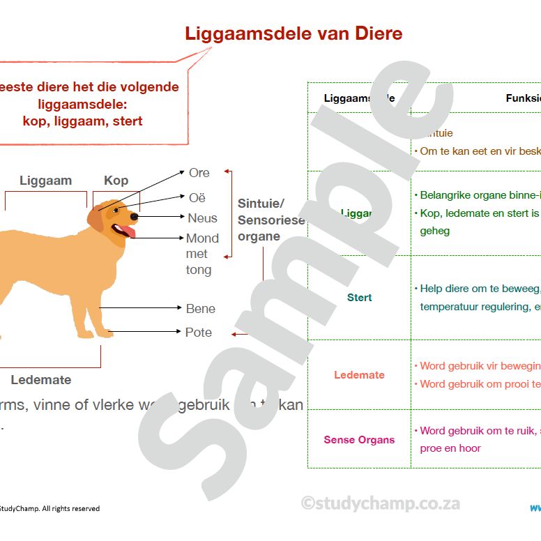 Graad 4 Natuurwetenskappe Opsomming: Diere en Habitatte