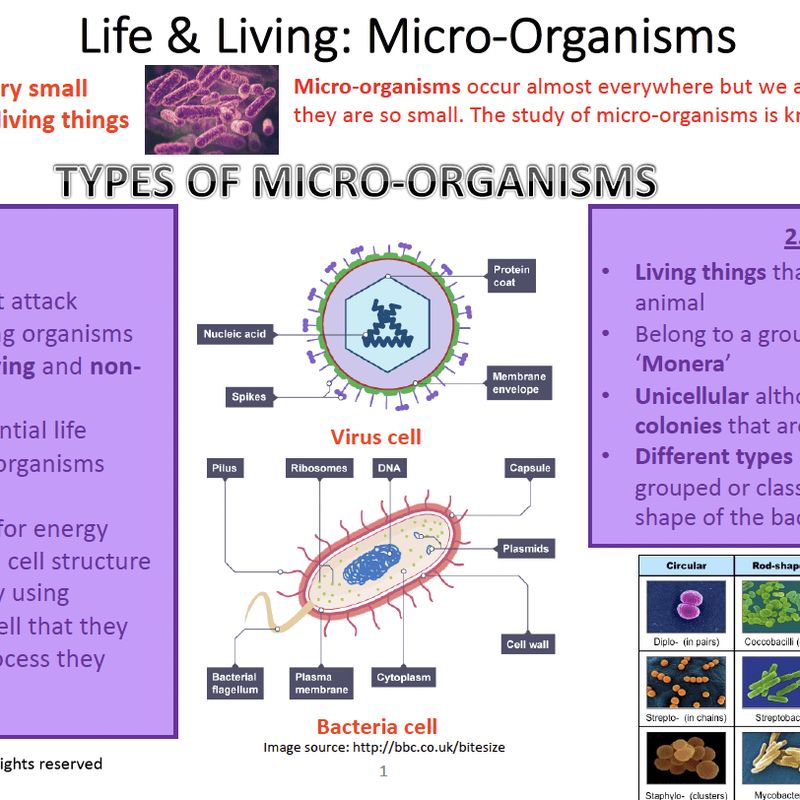 Grade 8 Natural Sciences Summary: Micro-organisms