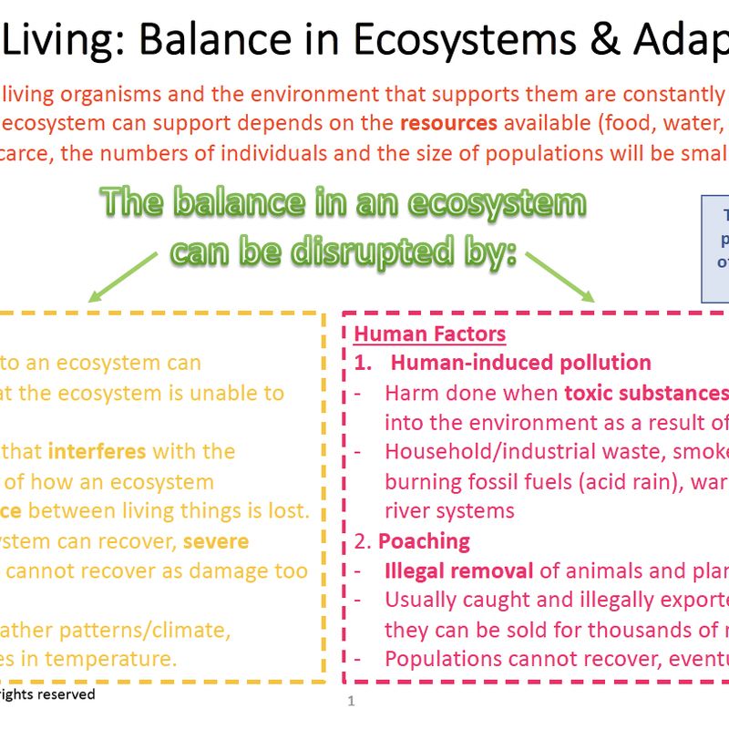Grade 8 Natural Sciences Summary: Balance and Adaptations in Ecosystems