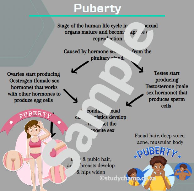Grade 9 Natural Sciences Summaries: Nervous and Reproductive Systems