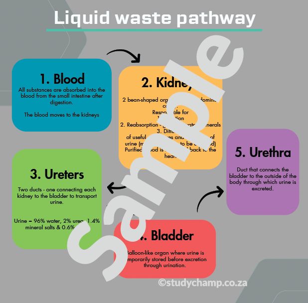 Grade 9 Natural Sciences Summaries: Digestive System and Excretory System