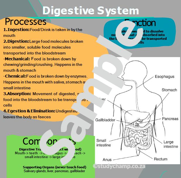 Grade 9 Natural Sciences Summaries: Digestive System and Excretory System